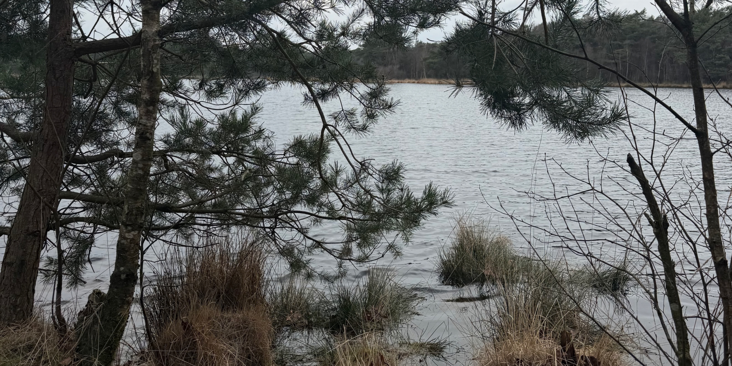 Boomtakken en gras langs een meer met rustig water, omringd door een bos.