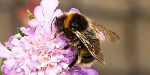 Hommel op een lichtpaarse bloem, close-up met vleugel details.