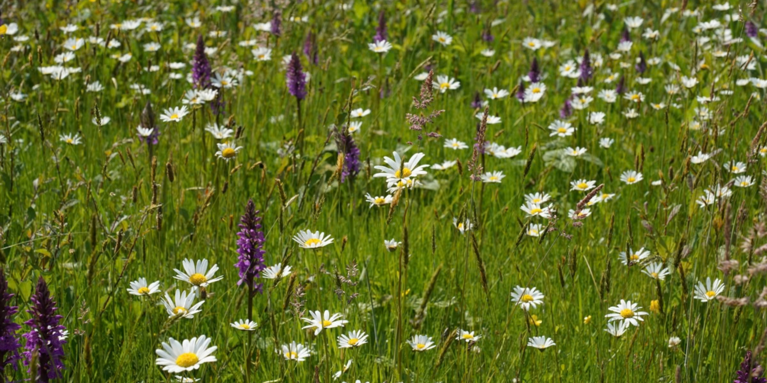 Een bloemrijk veld met witte margrieten en paarse bloemen op groen gras.