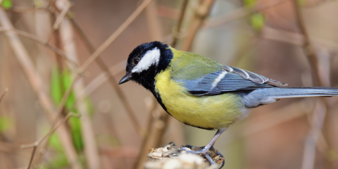 Mees met gele borst en blauwe vleugels op tak, tegen een zachte achtergrond.