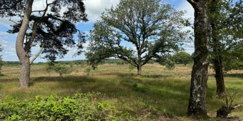 Boomrijke heidevlakte met groene struiken en gras, onder een bewolkte blauwe lucht.