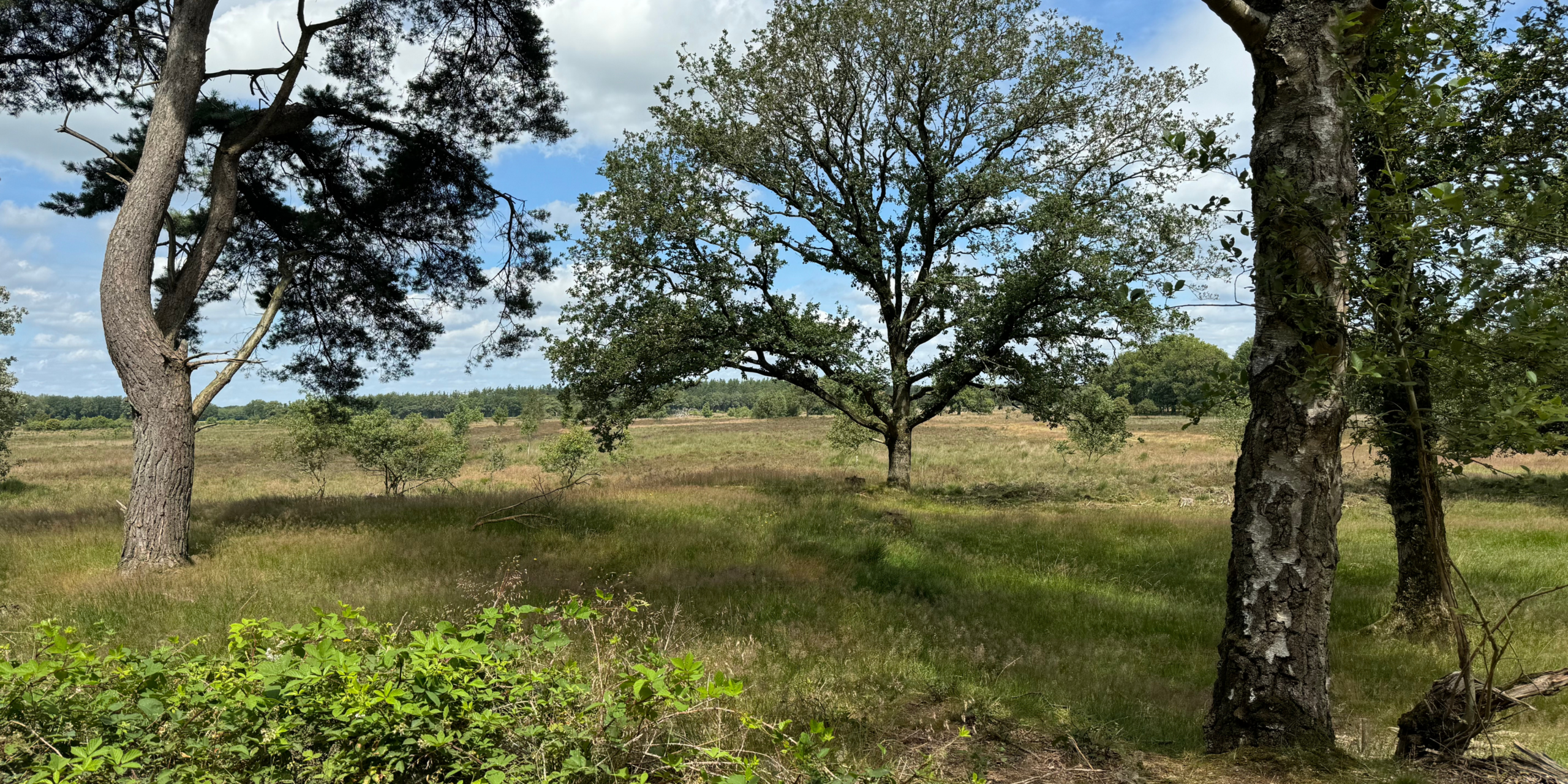 Boomrijke heidevlakte met groene struiken en gras, onder een bewolkte blauwe lucht.