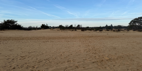 Woestijnachtig landschap met zand, verspreide struiken en een heldere blauwe lucht.