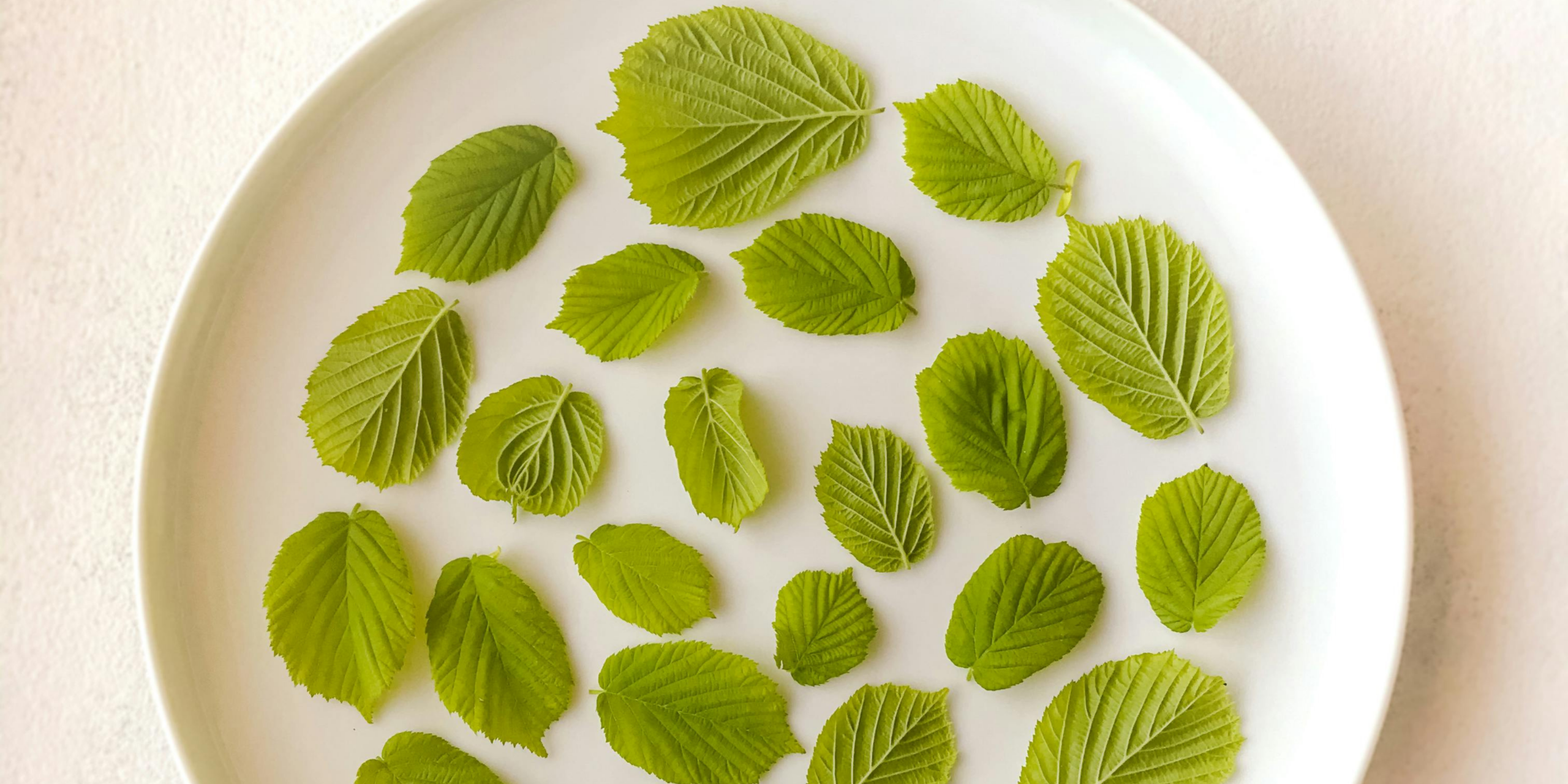 Groene bladeren symmetrisch gerangschikt op een wit bord tegen een lichte achtergrond.