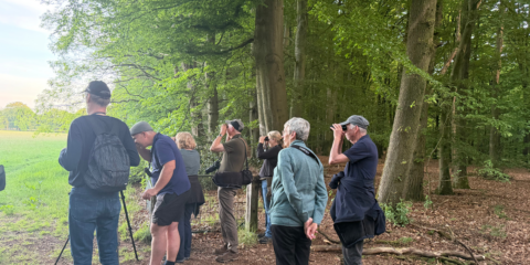 Groep mensen met verrekijkers in een bos, kijkend naar open veld voor vogelobservatie.