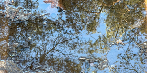 Reflectie van boomtakken in een ondiepe plas met oppervlakkige olievlekken.