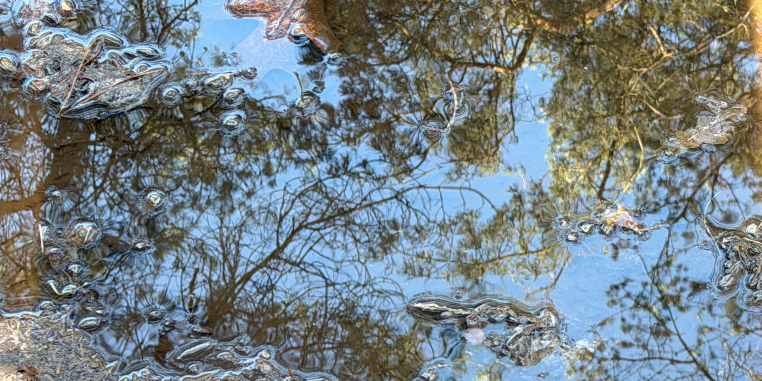Reflectie van boomtakken in een ondiepe plas met oppervlakkige olievlekken.