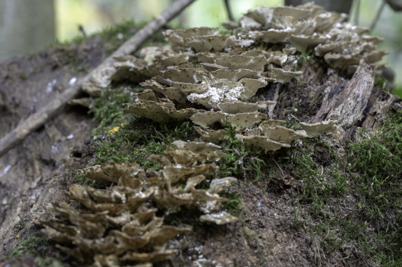 Elfenbankjes