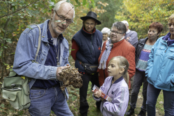 Paddenstoelen op hout