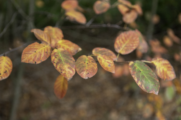 Herfstkleuren