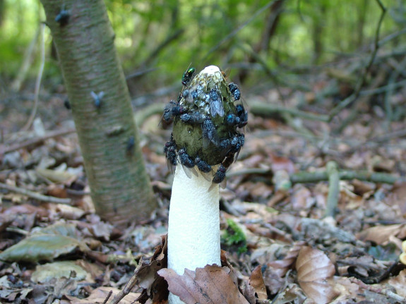 Grote stinkzwam
