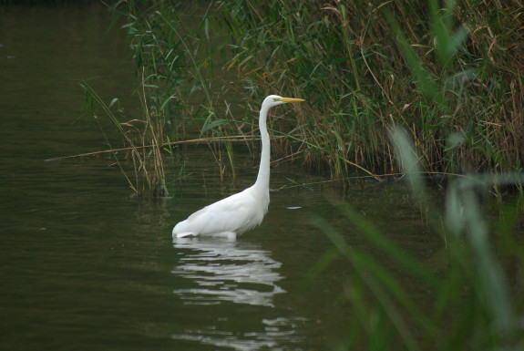 grote zilverreiger