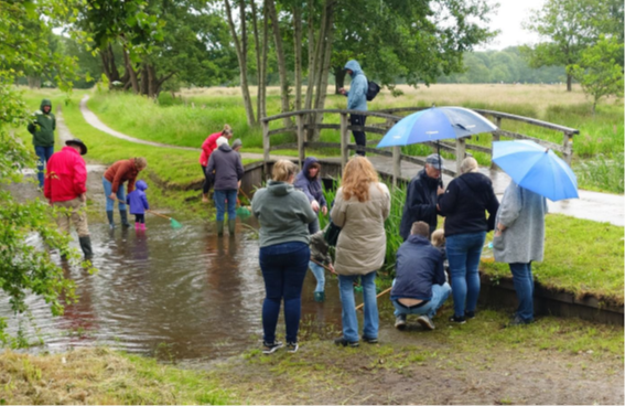 Groep mensen vangt waterdieren in een beek, met paraplu's en brug op de achtergrond.