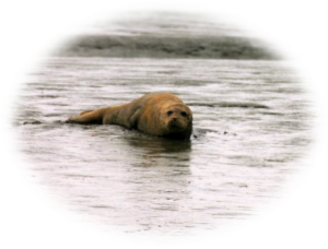 Een zeehond ligt op een nat zandstrand met een bewolkte hemel.