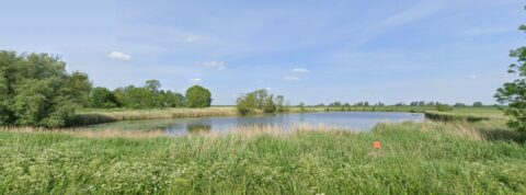 Vijverlandschap omringd door riet en bomen onder een heldere blauwe lucht.