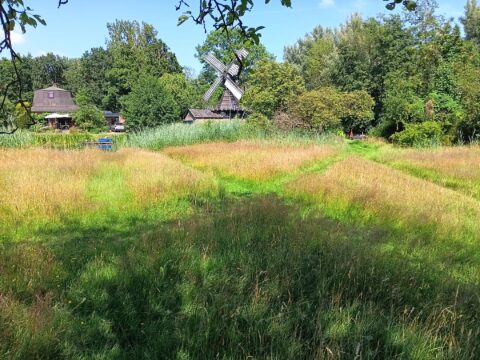 Weide met groen gras, een houten windmolen en omringende bomen onder een blauwe lucht.