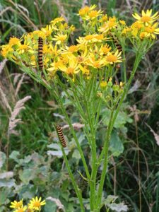 de tuin van Tineke