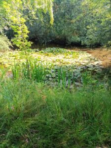 de tuin van Tineke
