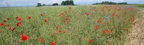 heemtuin akker