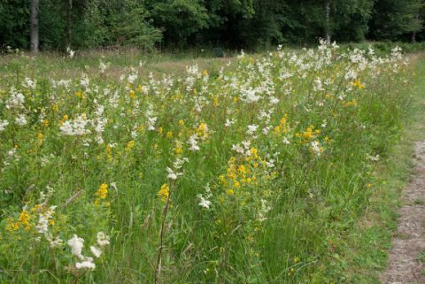heemtuin_hooiland02_0
