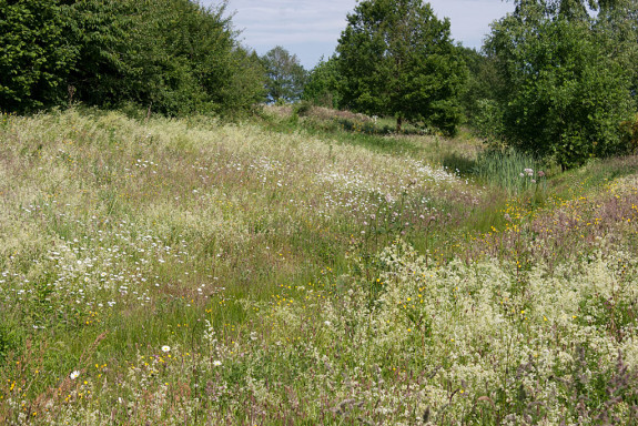 heemtuin nat hooiland