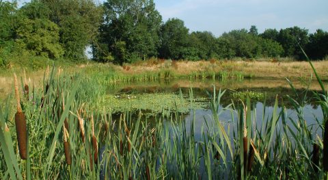 Over de Vereniging Natuur en Milieu / IVN Wijk bij Duurstede