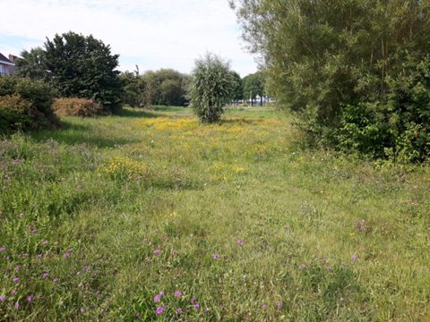 Een weelderige bloemenweide met groene bomen en struiken rondom.