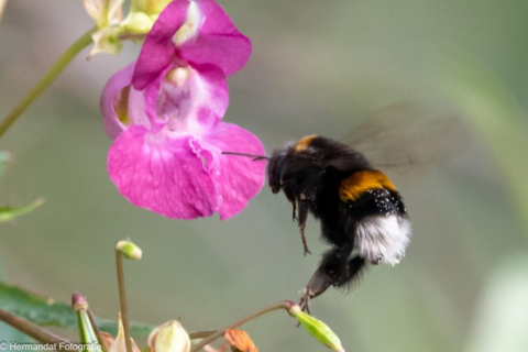 Hommel zweeft naast roze bloem tegen een groenige achtergrond.