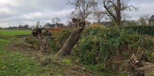 Boomstronken en struiken langs een kanaal met huizen en bomen op de achtergrond.