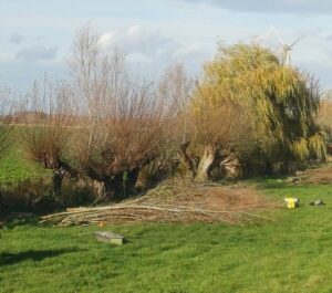 Wilgenbomen naast verzamelde takken op grasveld met op de achtergrond een windmolen.