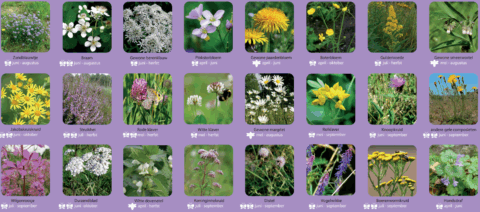 Afbeelding met bloemen en bloeitijden, zoals zandblauwtje, braam, en paardenbloem.