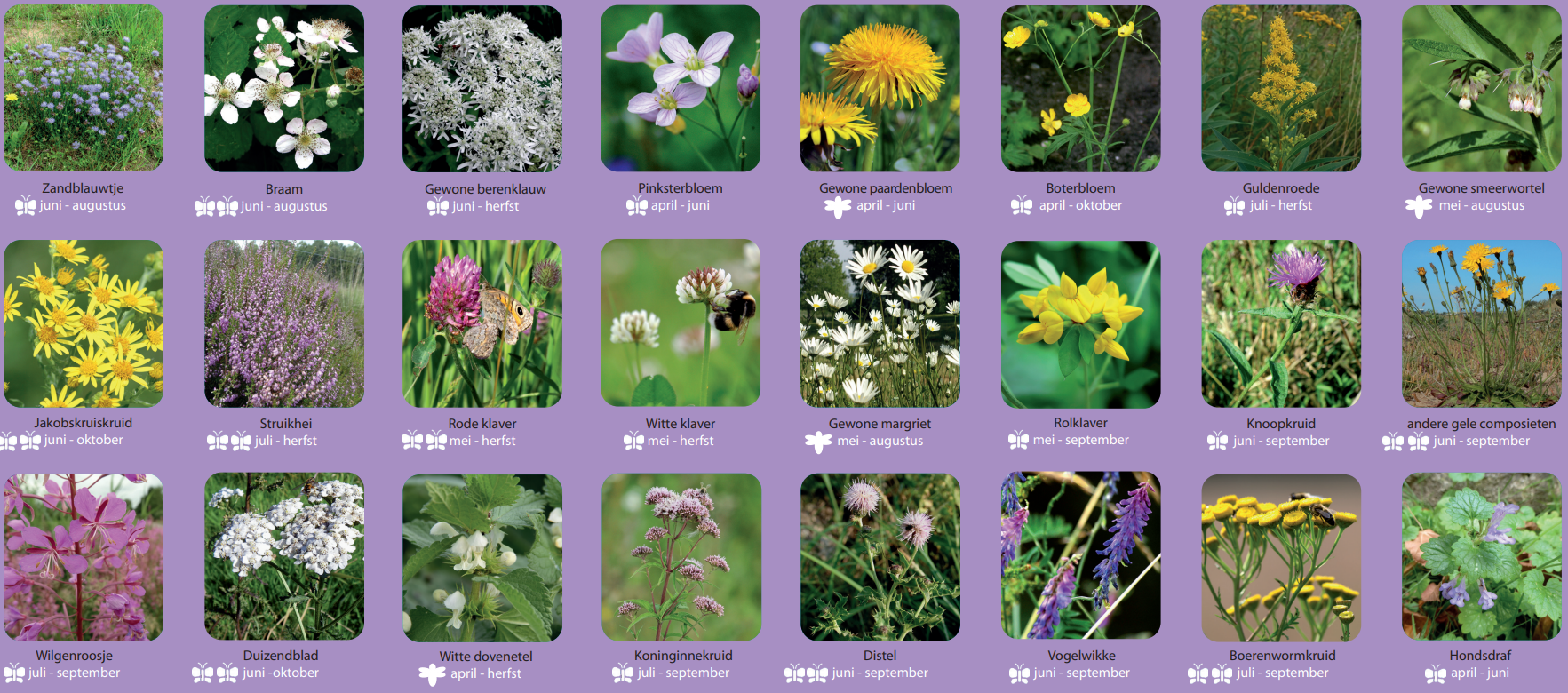 Afbeelding met bloemen en bloeitijden, zoals zandblauwtje, braam, en paardenbloem.
