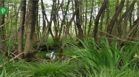 Bosrijk gebied met slanke bomen, dicht groen gras en een klein, reflecterend watertje in het midden.