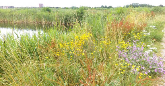 Werkgroep Groene Rotondes en Duurzame Bermen