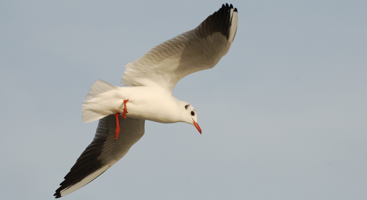 De vogelkijkgroep is op zoek naar een nieuwe coördinator