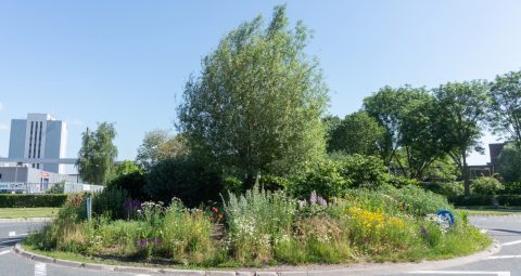 Werkgroep Groene Rotondes en Duurzame Bermen