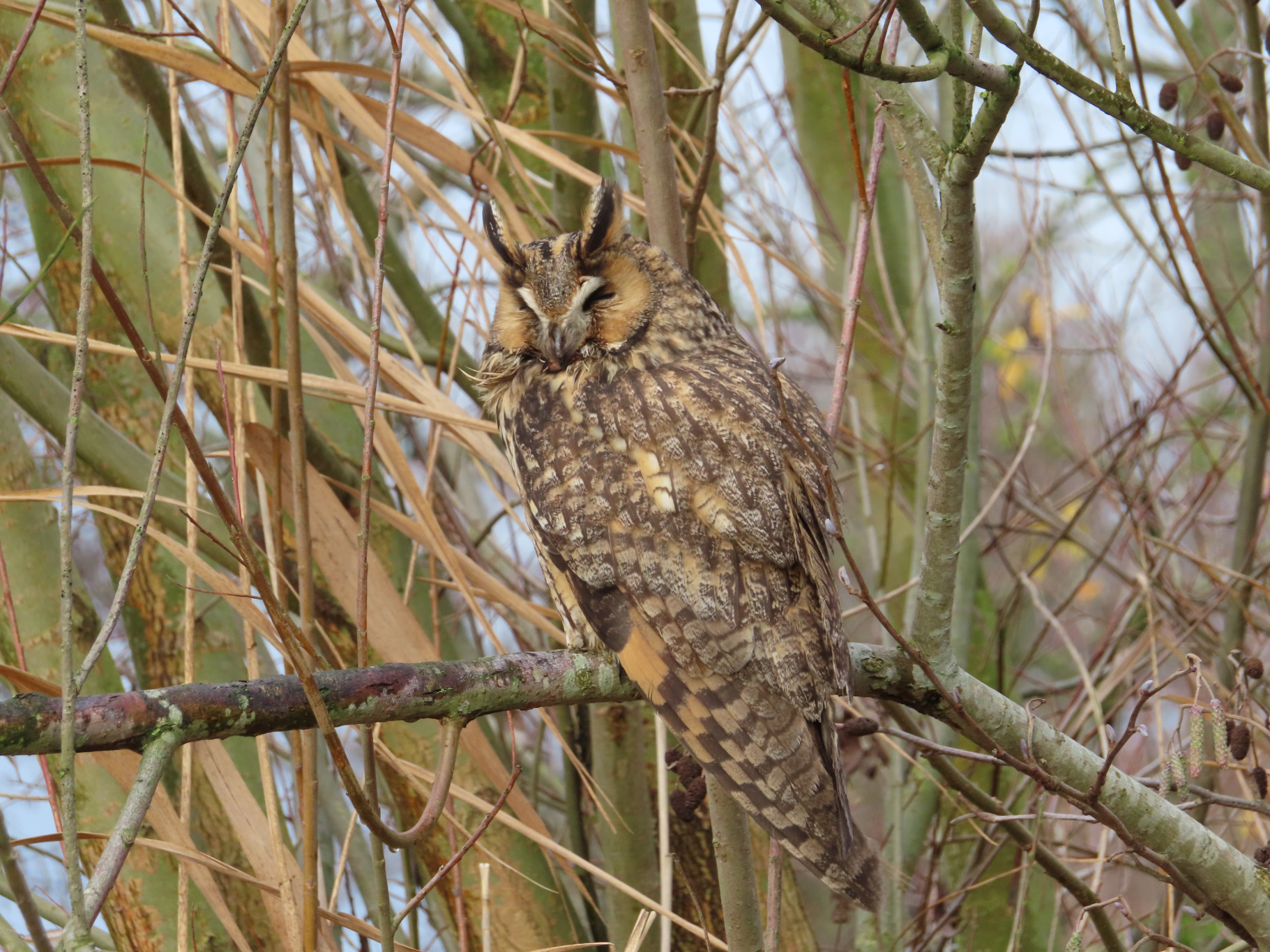 Tentoonstelling Mimicry verlengd!