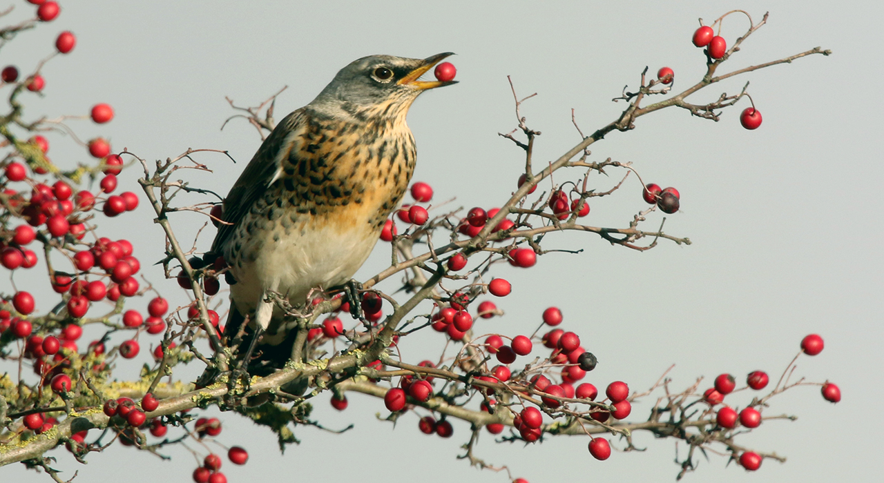 Lezing: Vogelaars (nooit) uitgevogeld