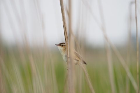 Vogels kijken in de Groene Jonker