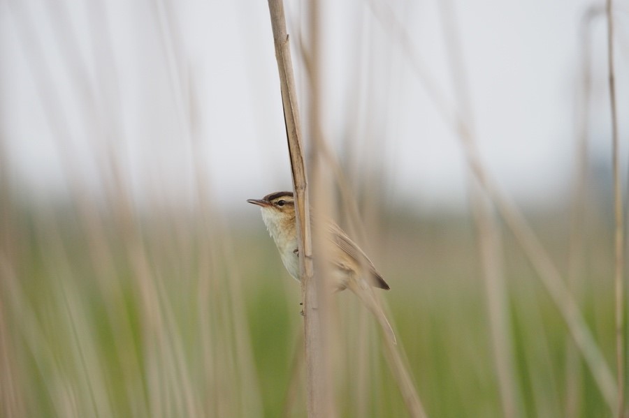 Vogels kijken in de Groene Jonker