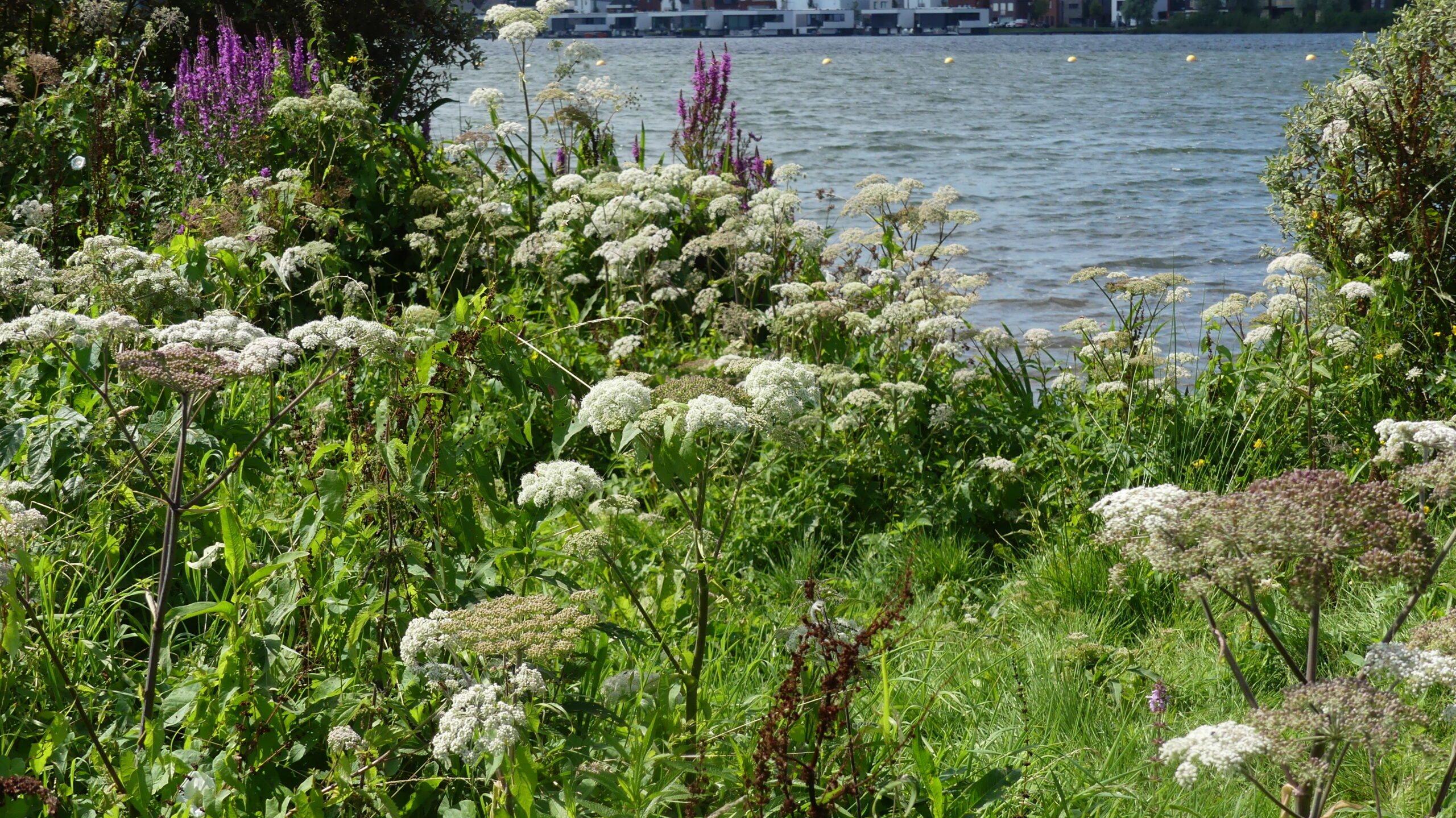 Bloemen en groen langs een waterrand, met paarse bloei en voorbijgaande bebouwing.
