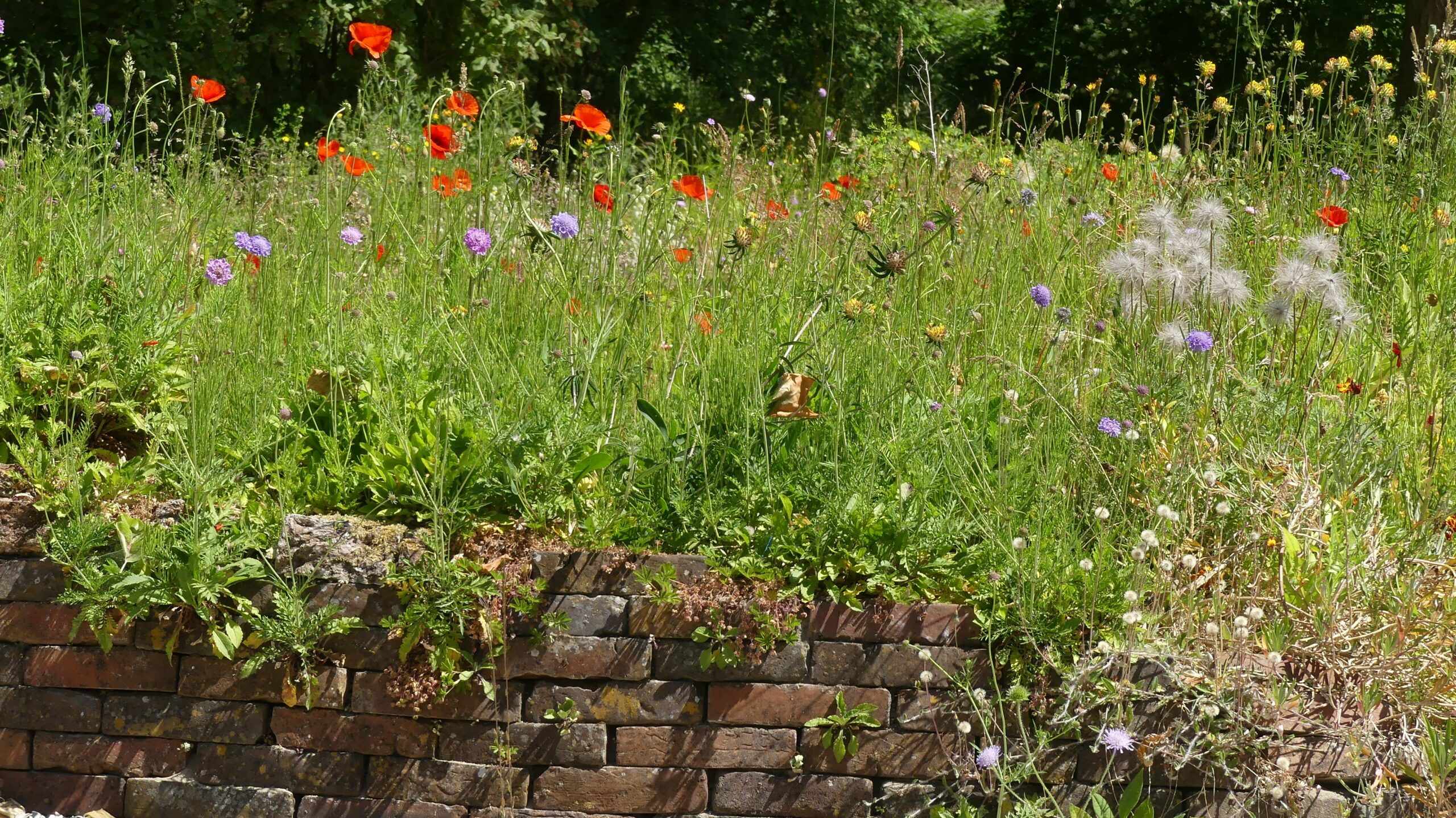 Bloemenweide met klaprozen en paarse bloemen op een zonnige dag, achter een bakstenen muurtje.