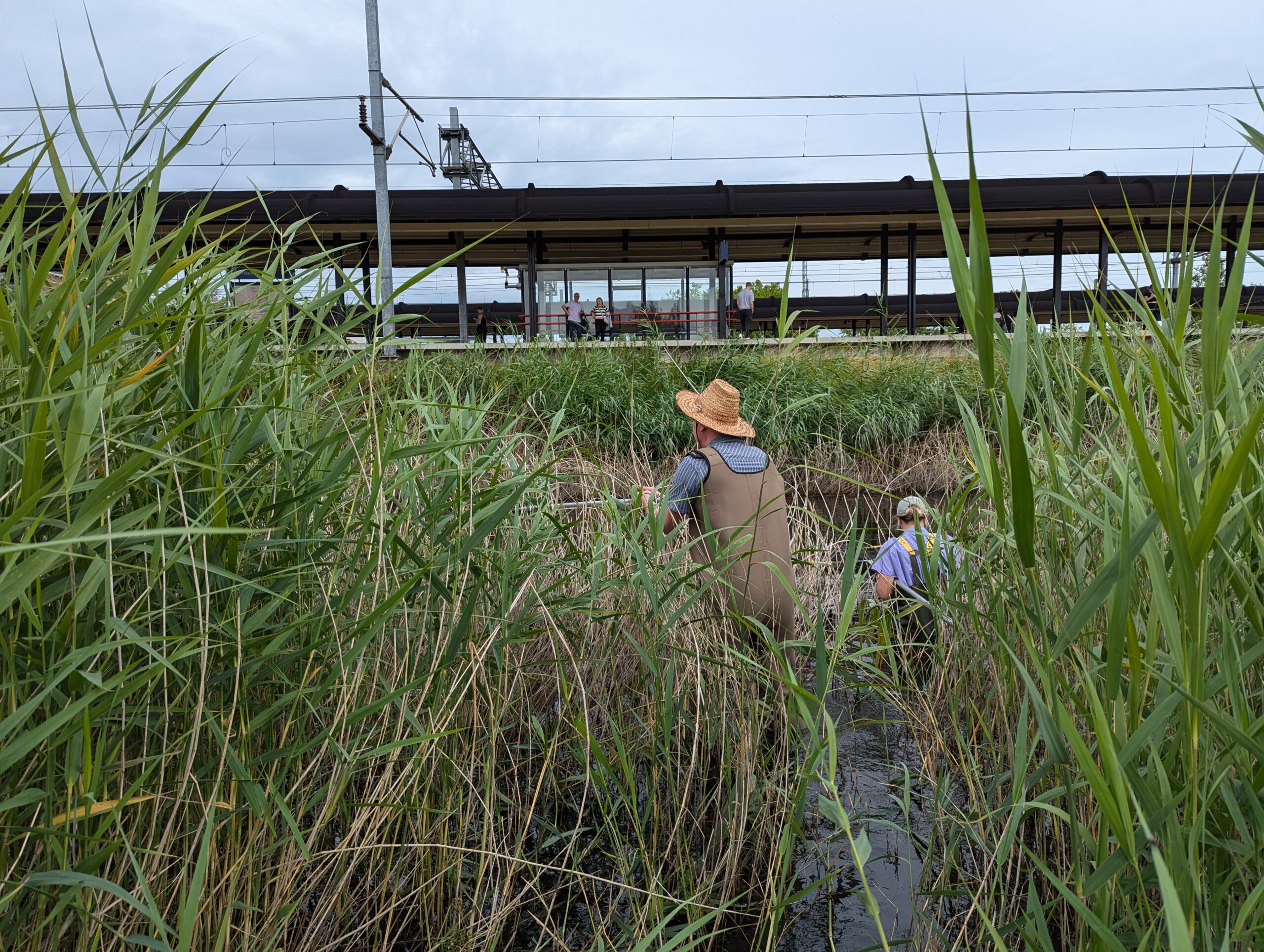 Twee mensen in een rietveld werken bij een spoorweghalte met passerende treinen op de achtergrond.