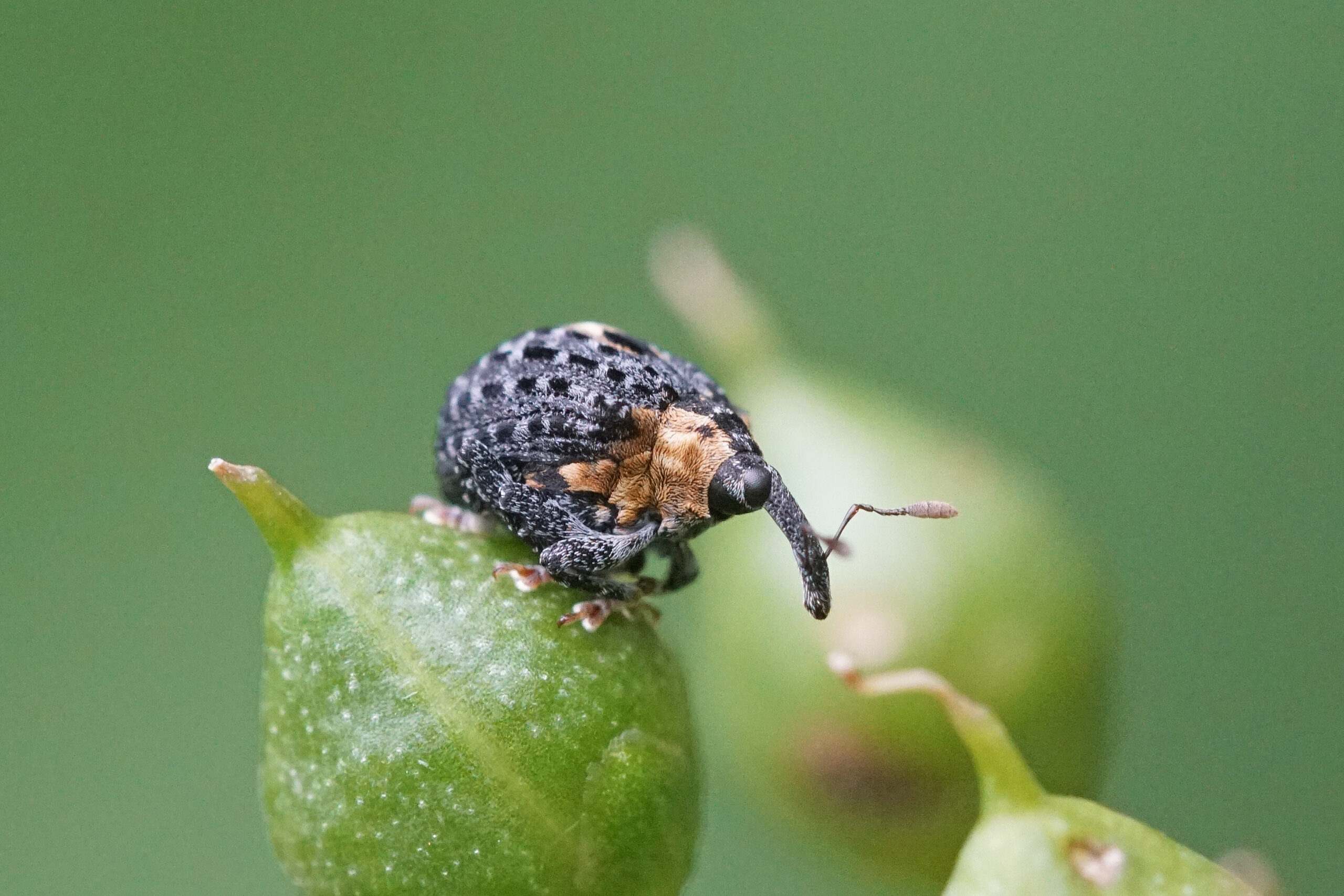 Zwarte snuitkever op groene knop tegen een wazige groene achtergrond.