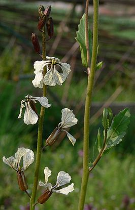 rucola