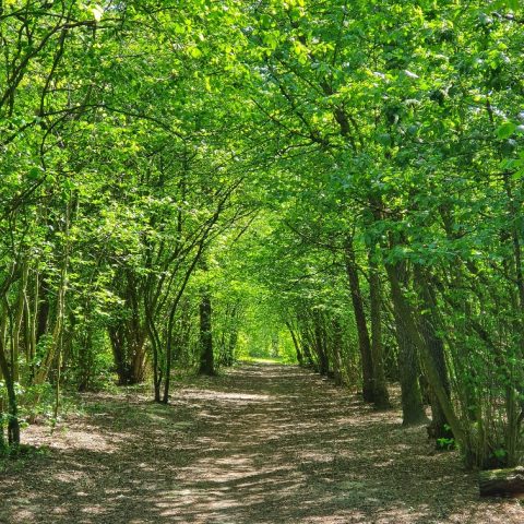 Bospaadje omgeven door groene bomen en dichte bladeren onder een zonnige hemel.