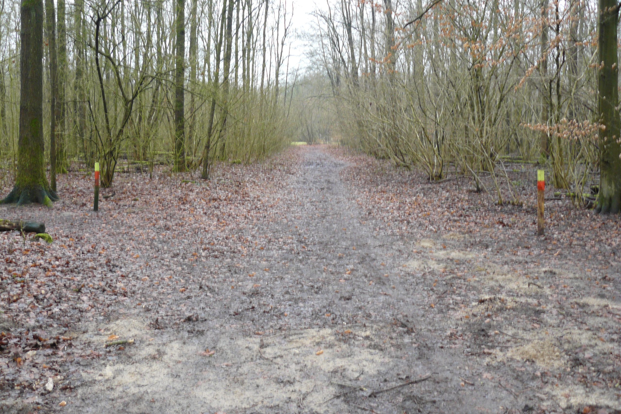 Bospaadje in de herfst met natte bladeren en kale bomen aan weerszijden.