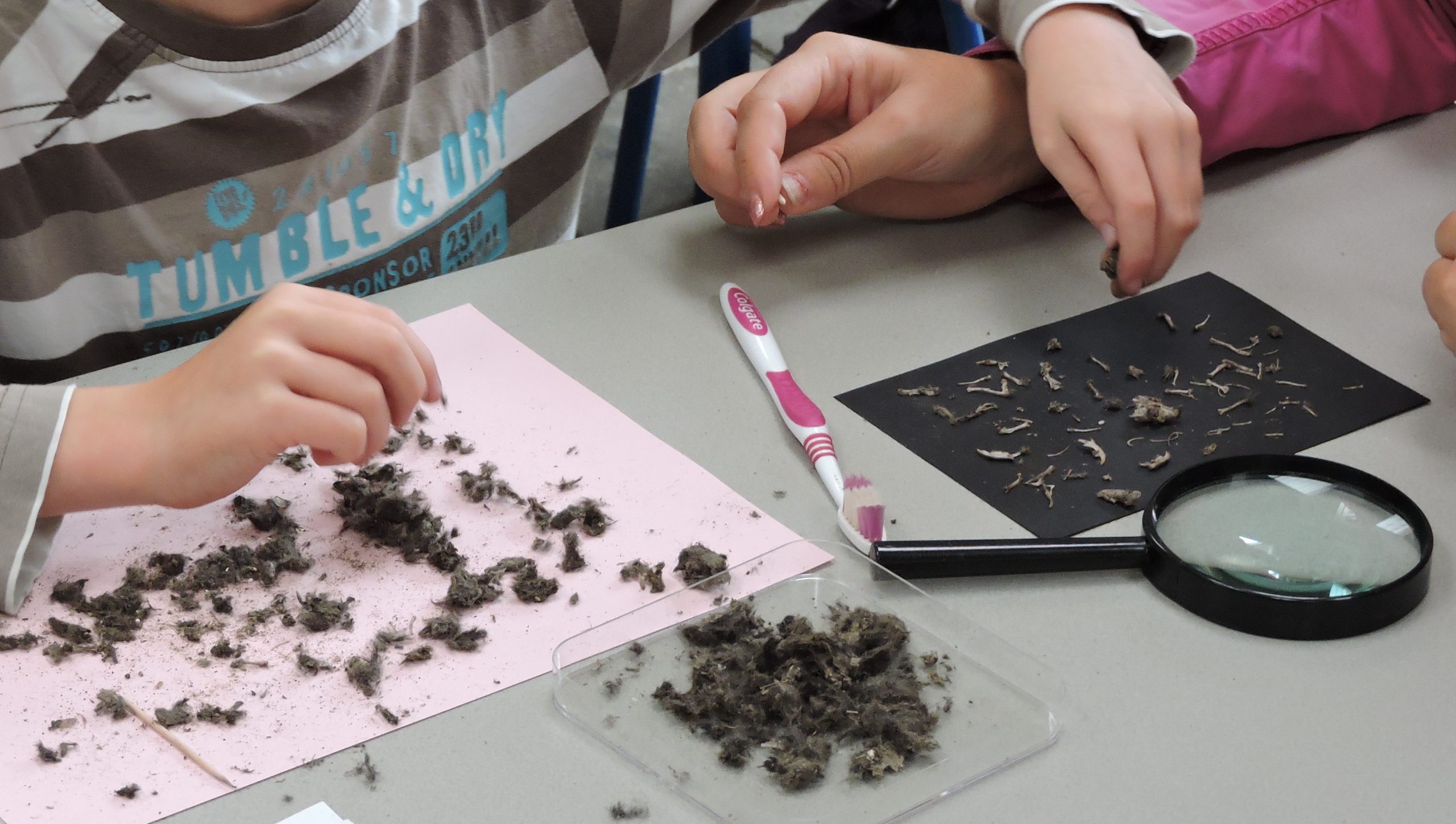 Kinderen onderzoeken uilenballen met een tandenborstel en een vergrootglas aan een tafel.