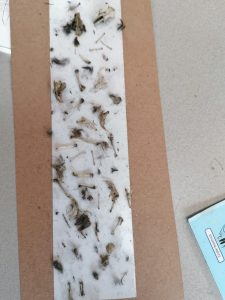 Botfragmenten en pluisjes op een papieren strook, vermoedelijk resten van een uilenbal dissectie.