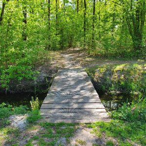 Klein bruggetje over een smal beekje, omringd door dicht groen bos.